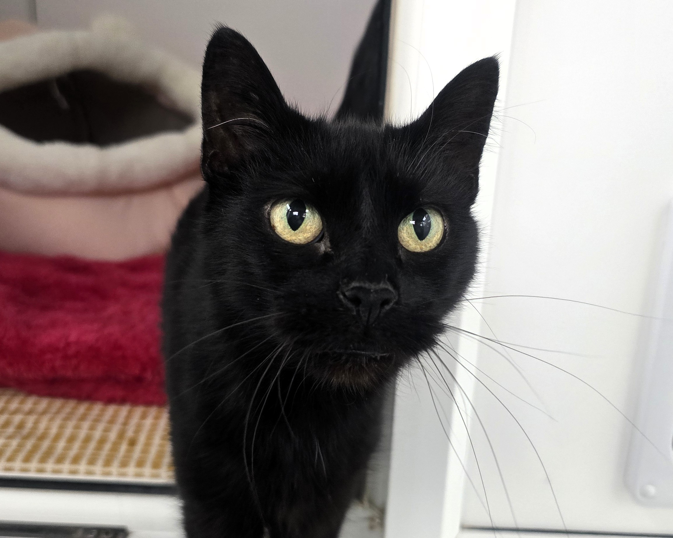 Poppet the back cat