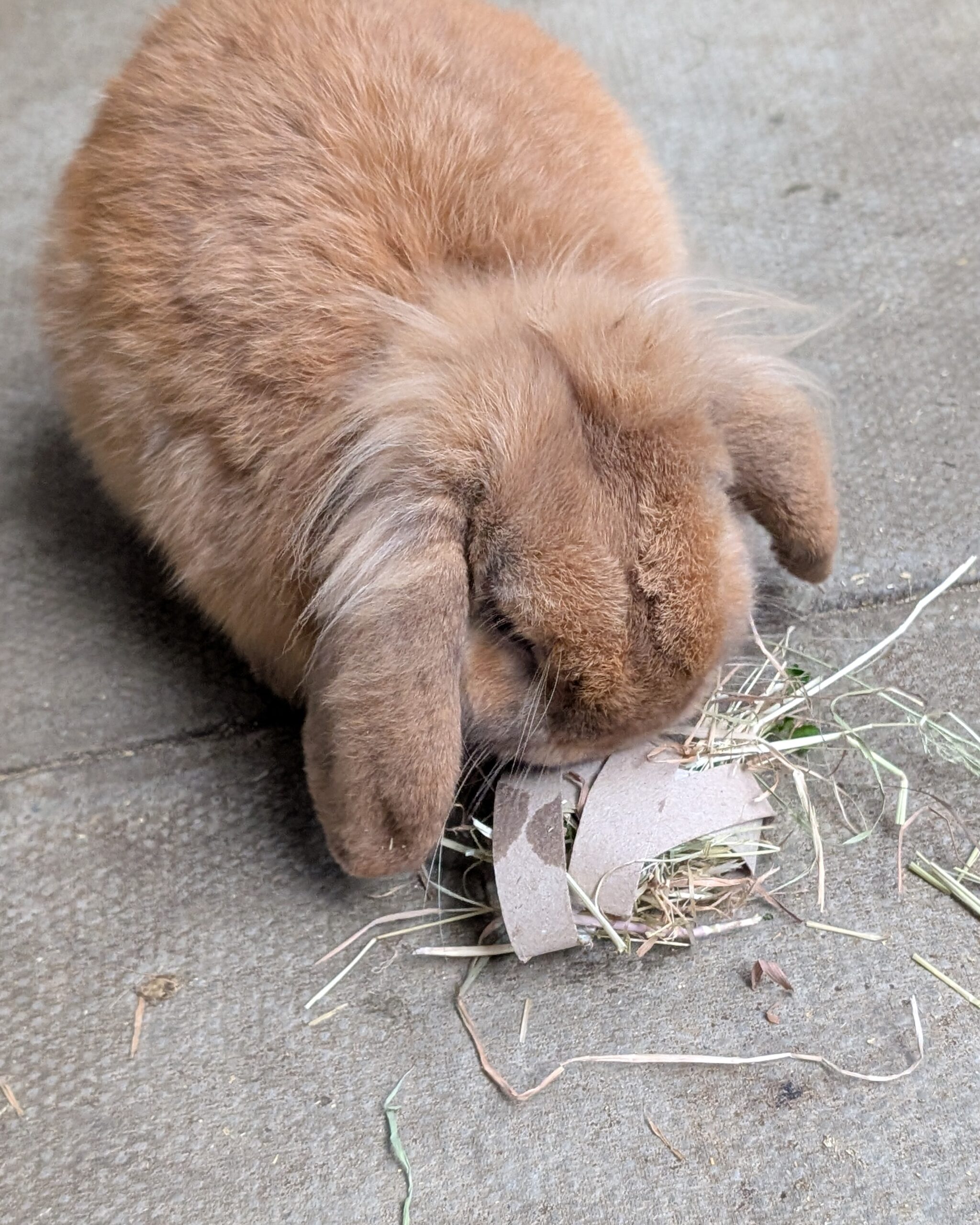 Rabbit Craft 1