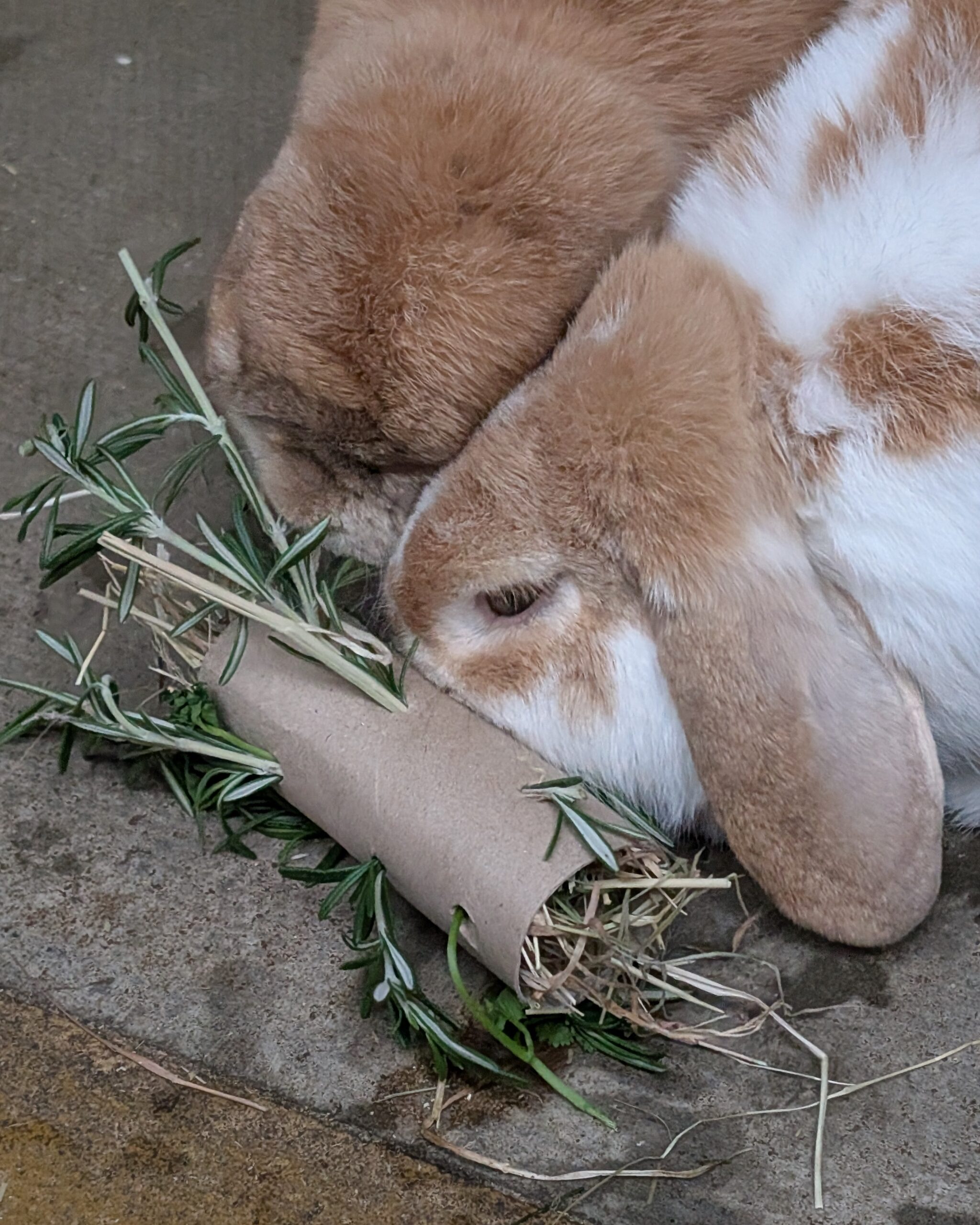 Rabbit Craft 2