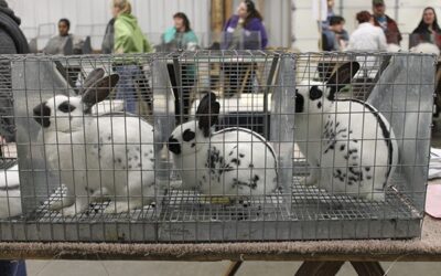 Improving welfare at rabbit shows