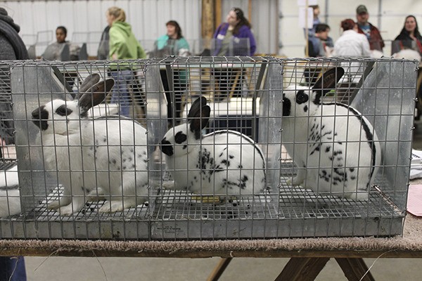 Rabbits in show cages which are very cramped and do not promote good animal welfare