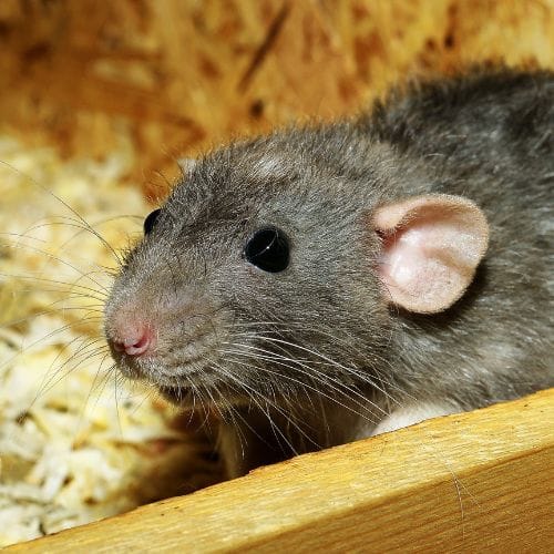 Rat image 2