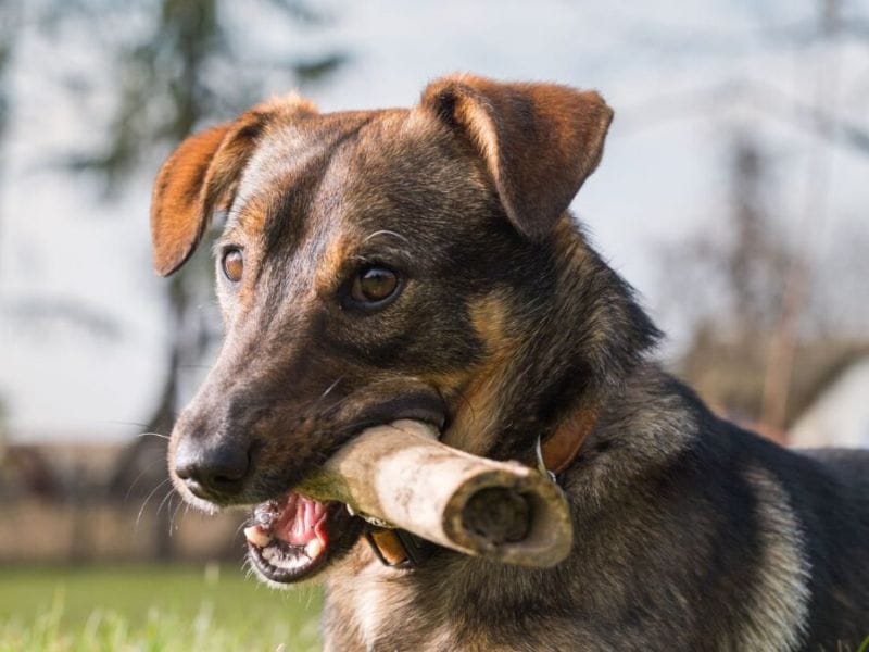 Dog holding a bone in its mouth