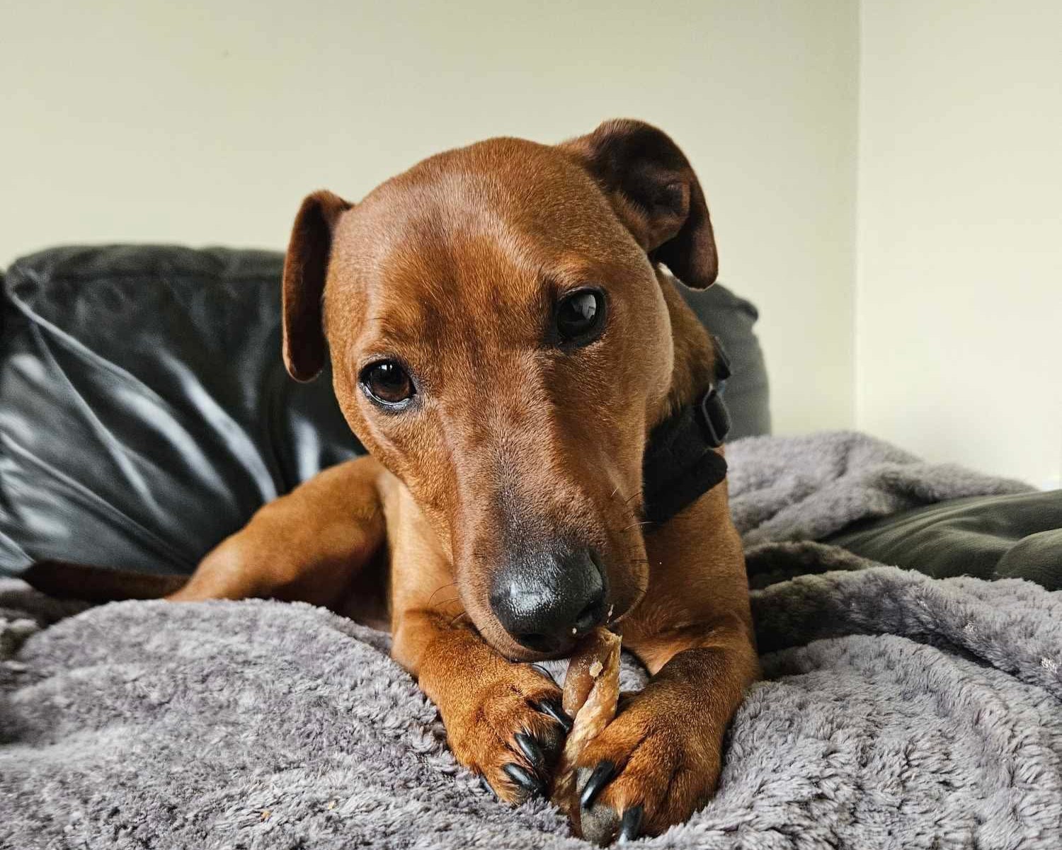 Rex the terrier