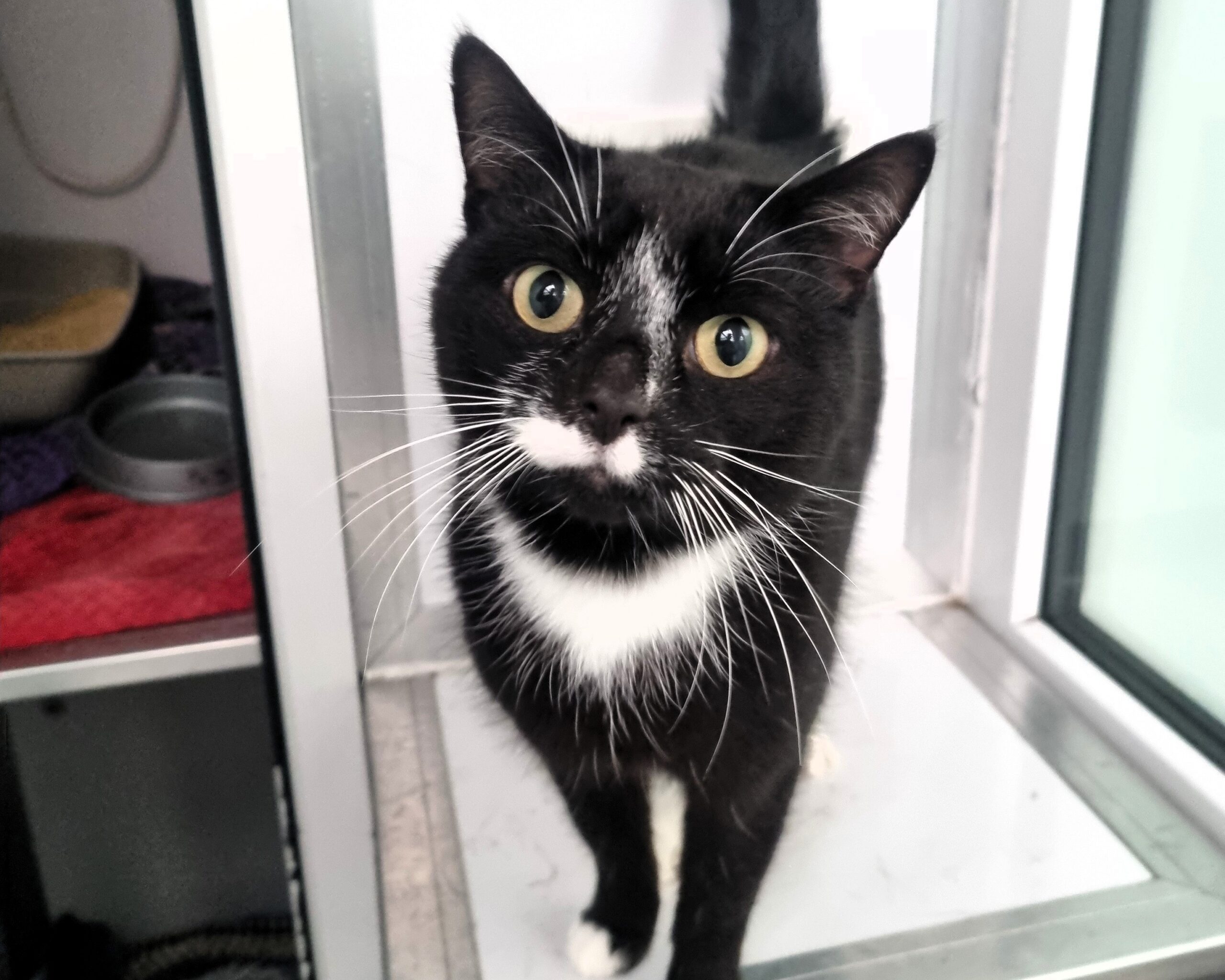 Rory the cat