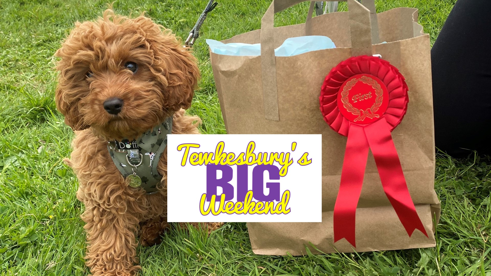Dog and rosette after winning the fun dog show at Tewkesbury's Big Weekend