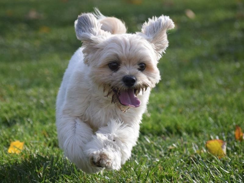 Small wite puppy runnning on grass looking happy