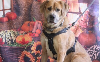 Trick or treat? Keep pets safe at Halloween