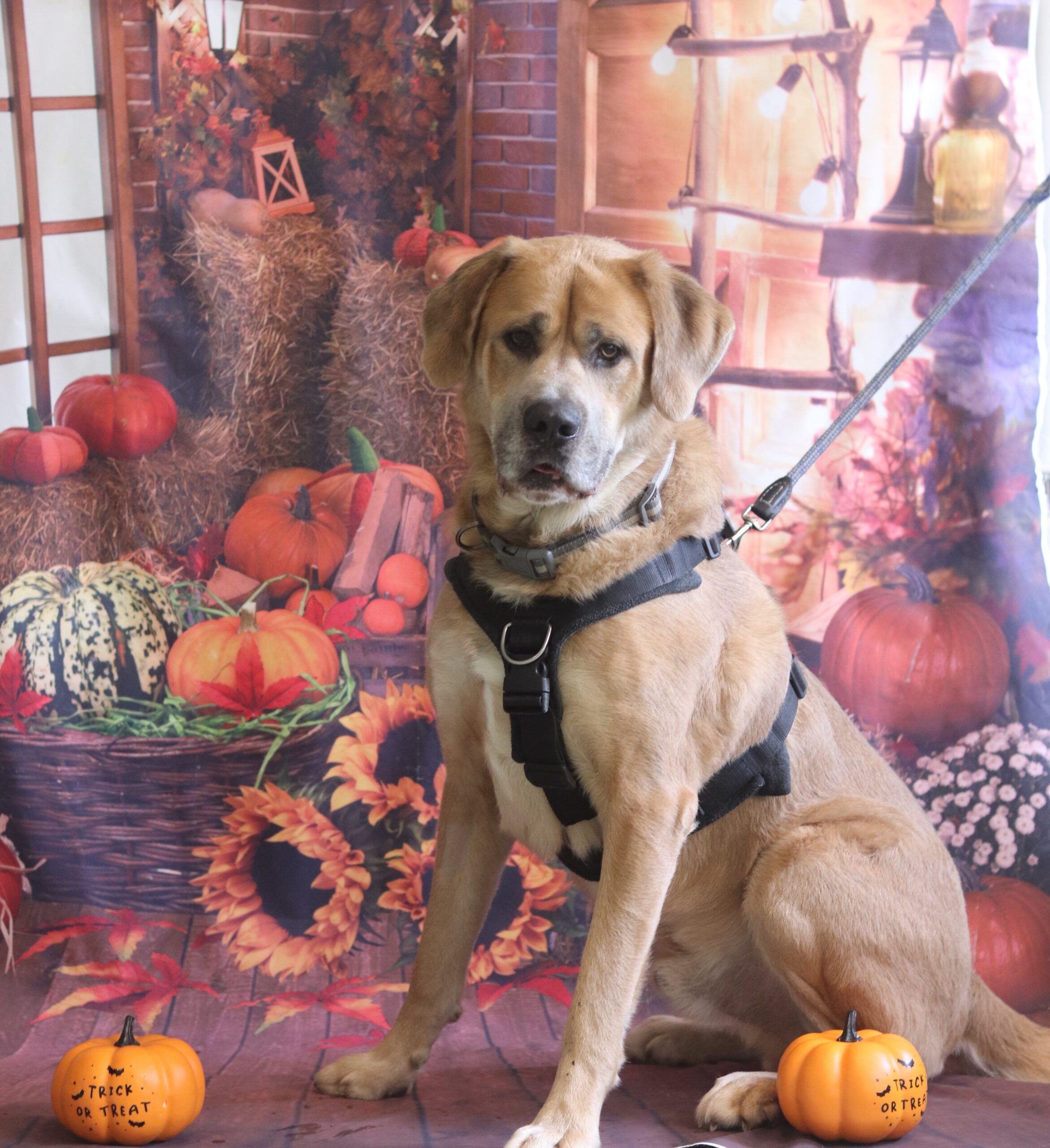 Dog among pumpkins