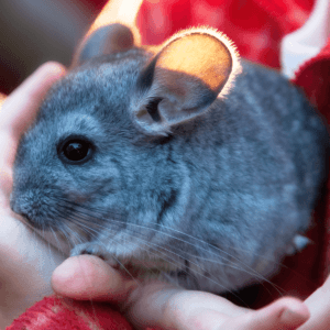 Chinchilla-300x300