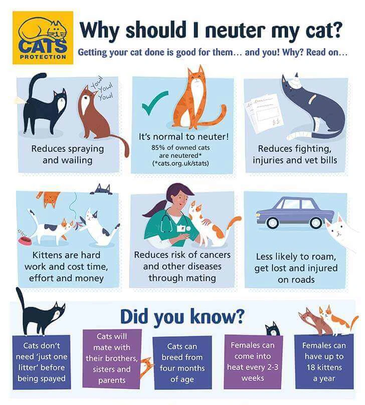 Neutering Infogram - Cats Protection