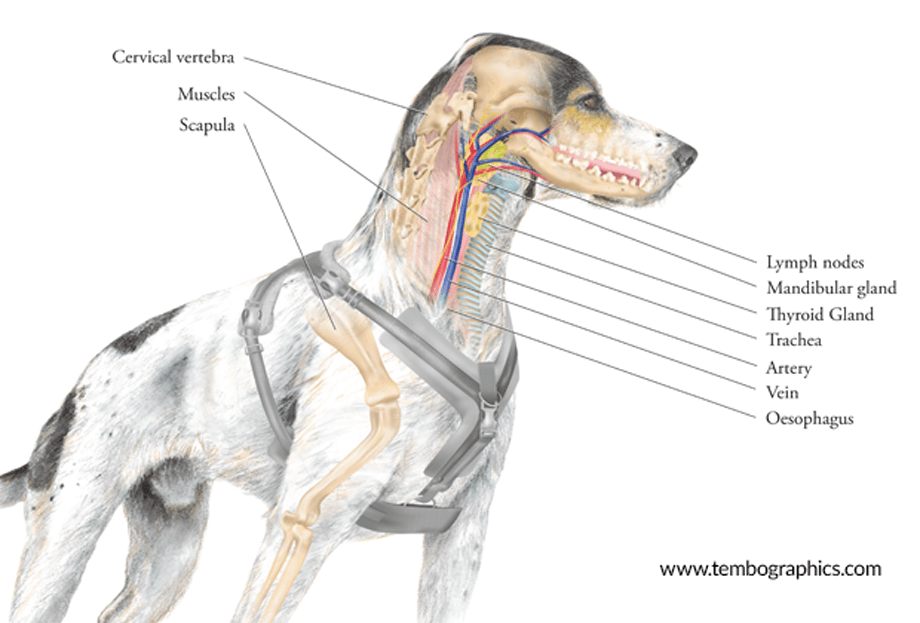 PF-Illustration-1
