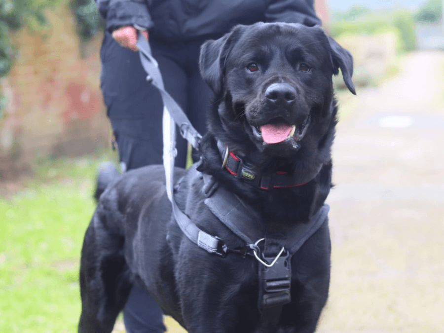 Milo the black labrador on a lead