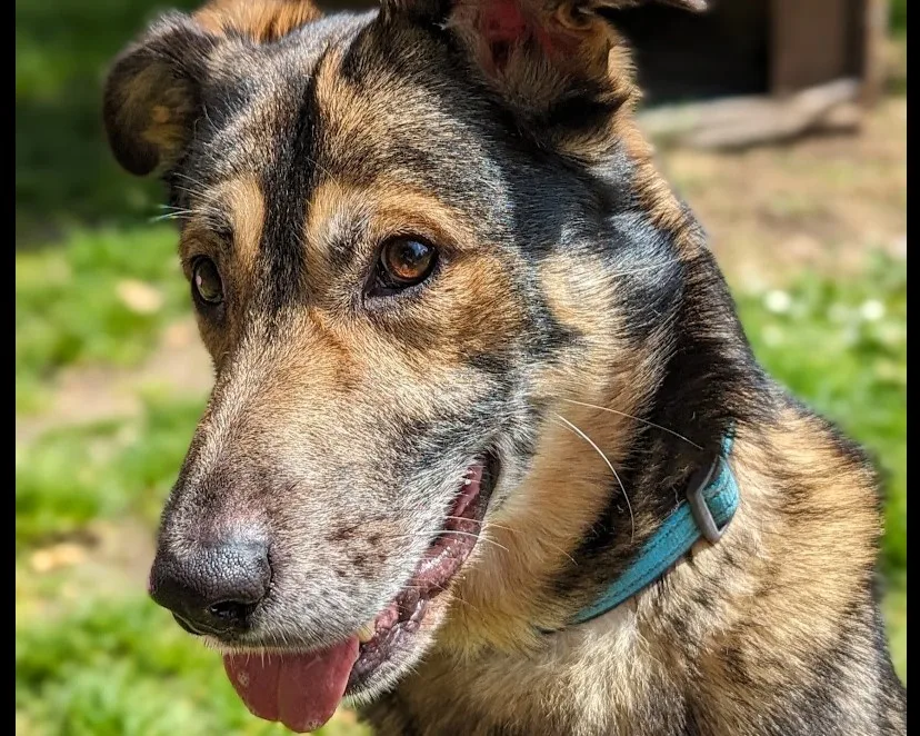 Bear the dog