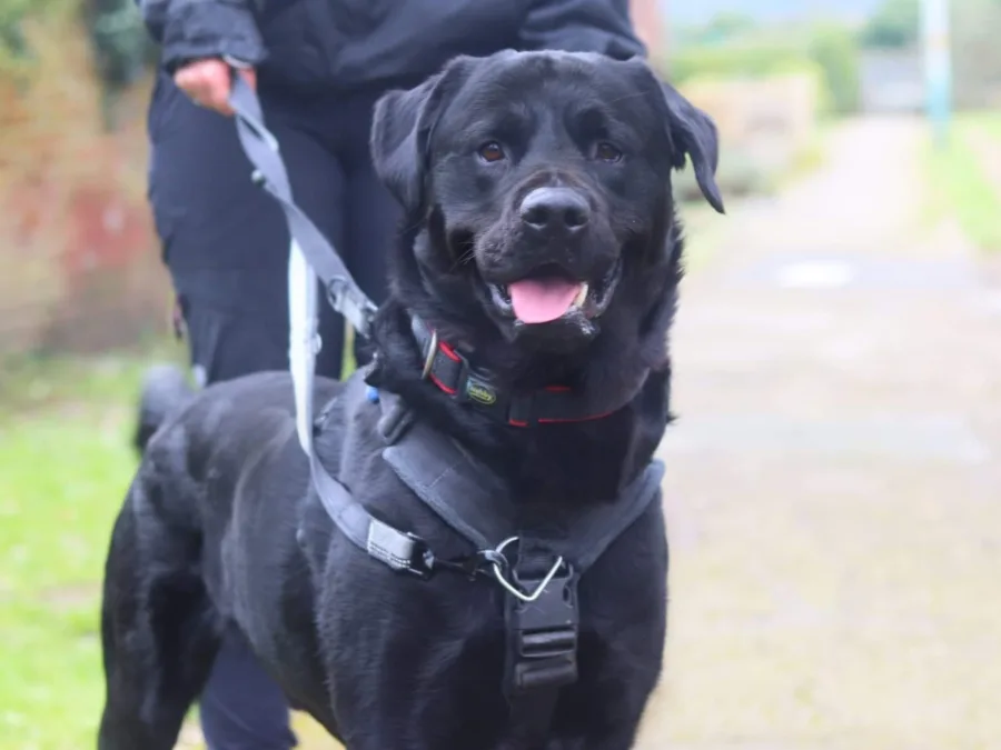 Black Labrador, Milo looking happy on a lead in our paddock