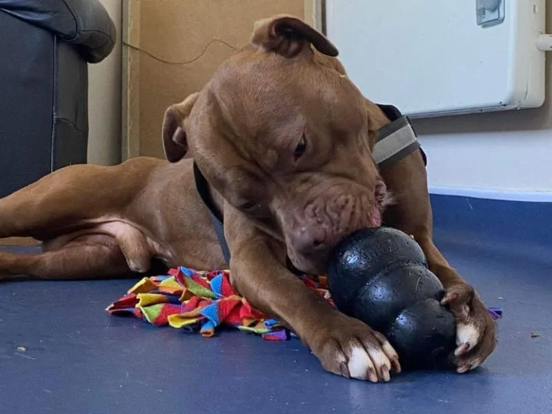 Brown staffy getting treats out of a Kong