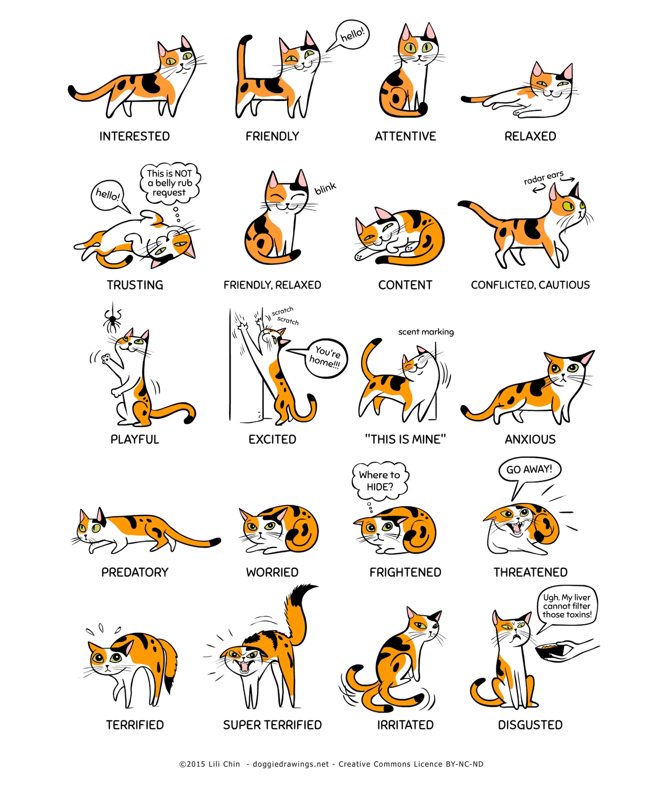 Cat Body Language