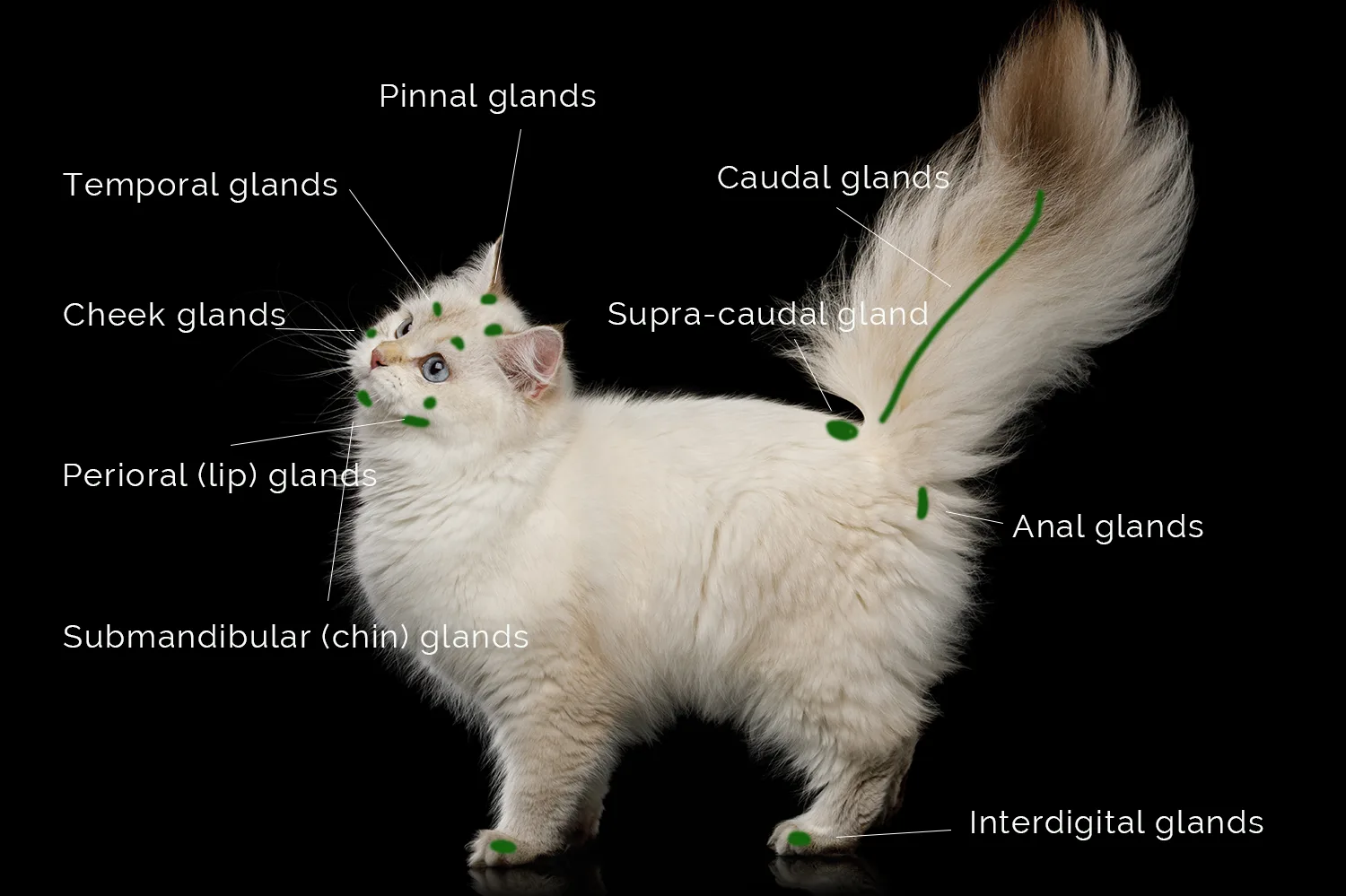 Cat Scent+glands