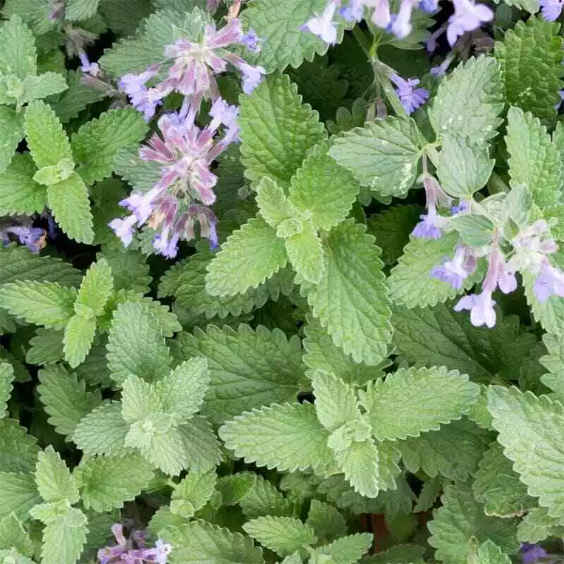 Catnip plant