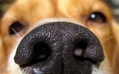 Our dogs are scent-sational!