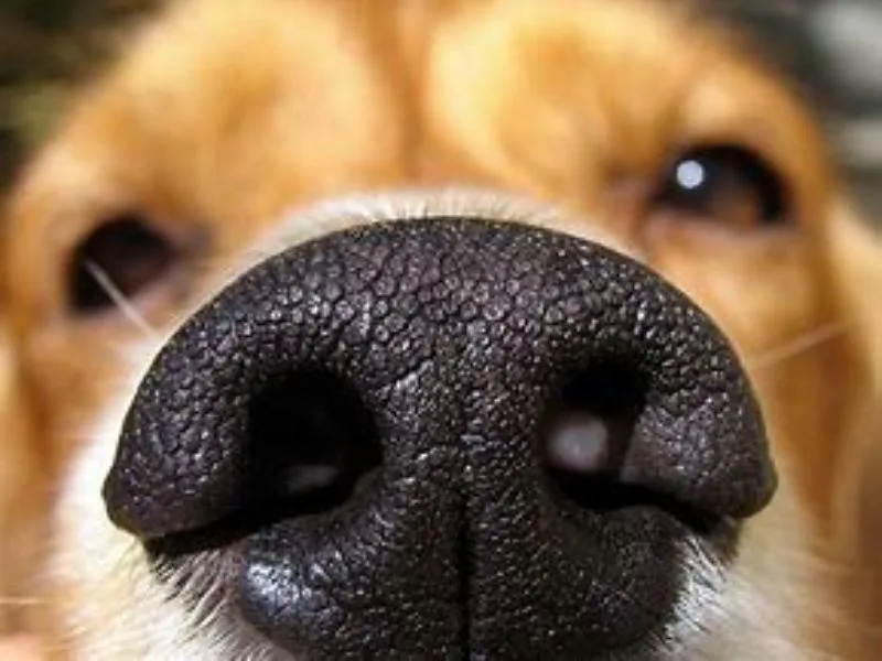 Close up of a dog nose