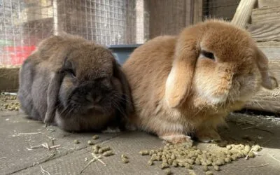 Rabbit diet and accommodation