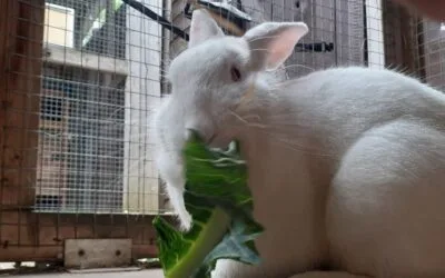 Rabbit dental and gastric issues