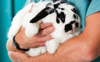 Rabbit neutering, microchipping and vet visits
