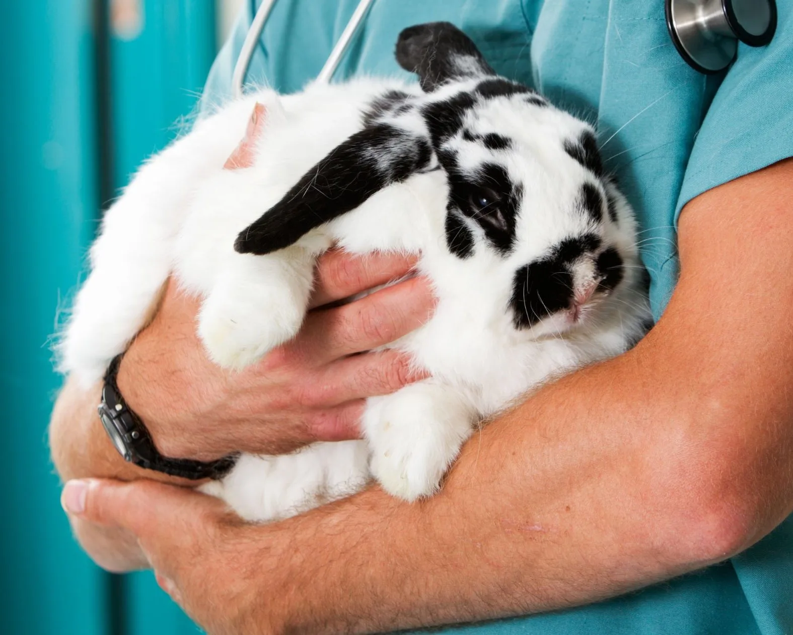 Vet holding a black and white rabbit