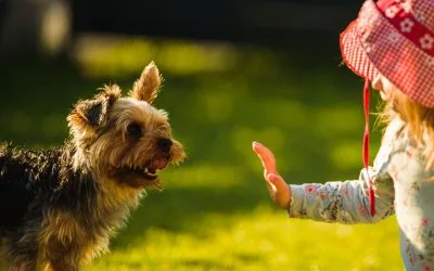 Dog and child safety