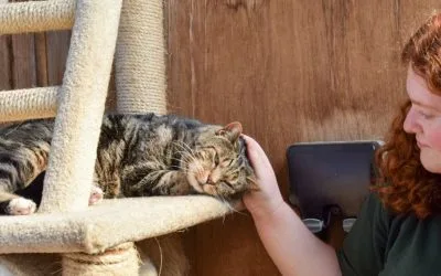 Safe interactions with our cats