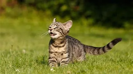 flehmen response
