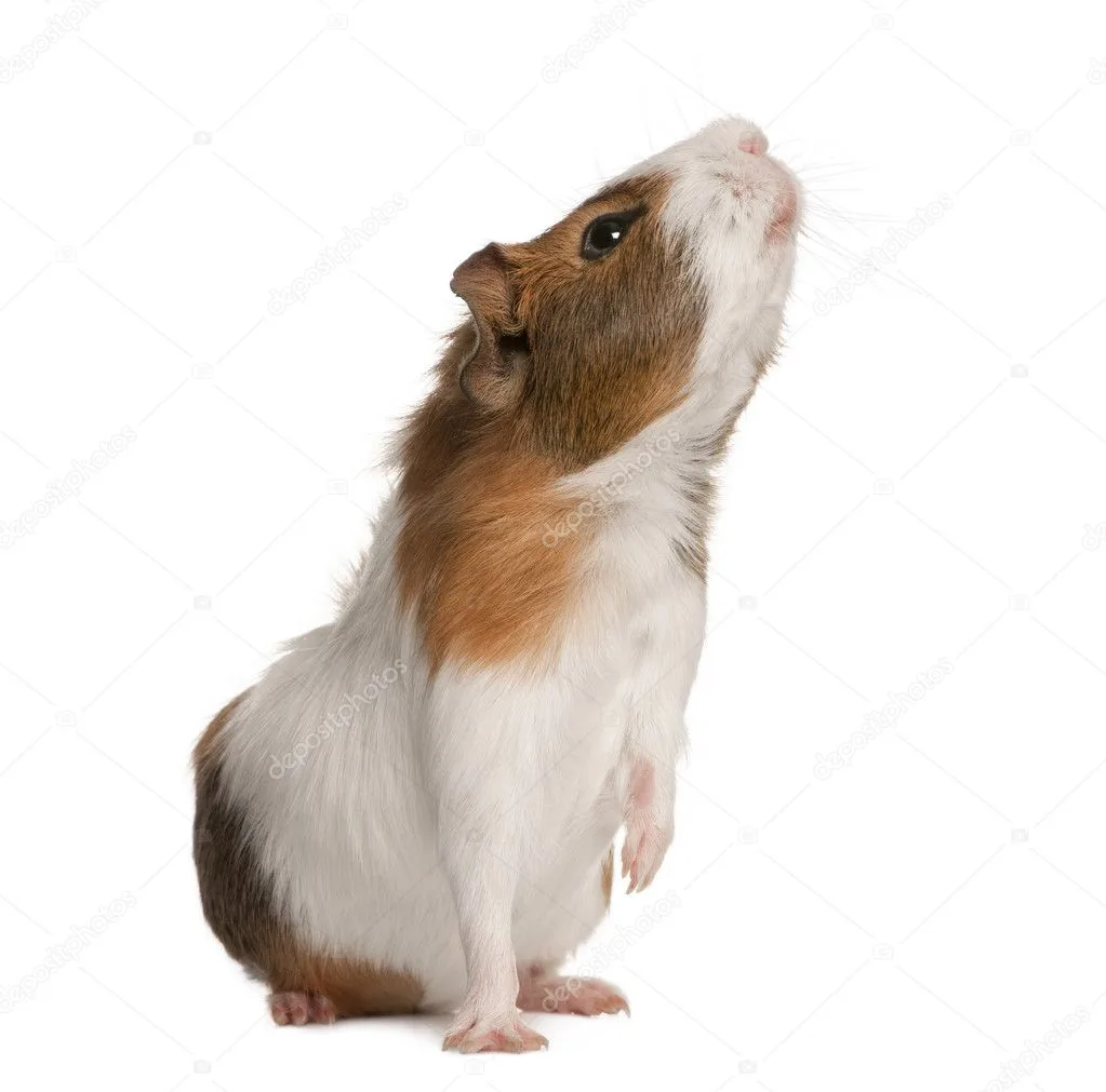 G pig sniffing air