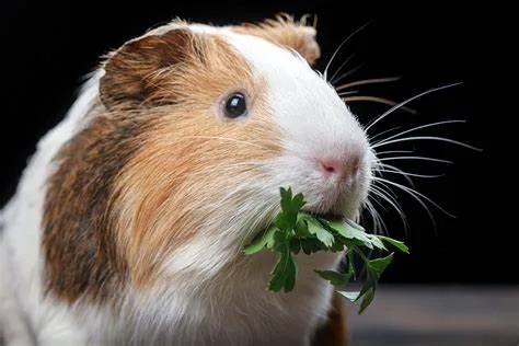 G Pig with herbs