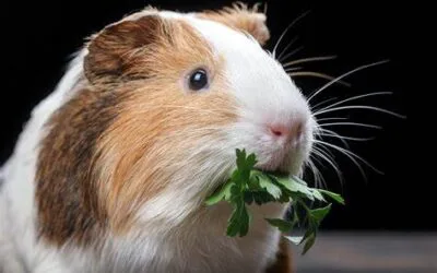Scent fun and games for your cats or small animals