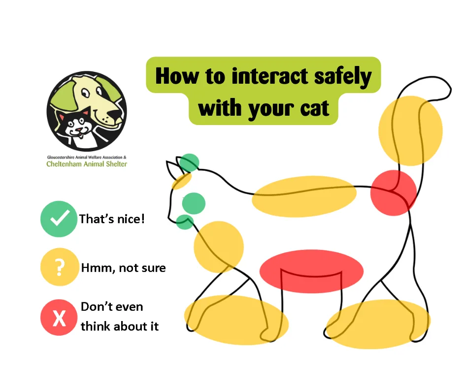 How to interact safely with your cat