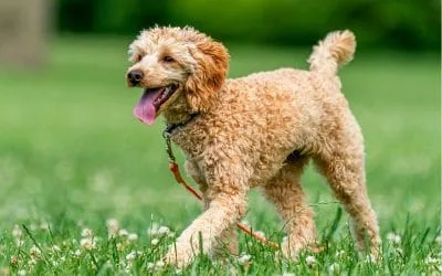 Jazz up your dog walks