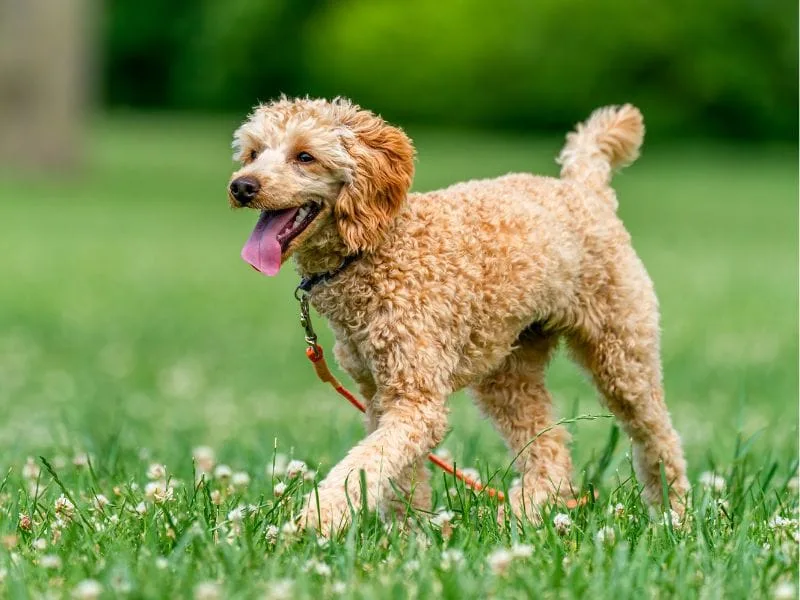 Small poodle in a field