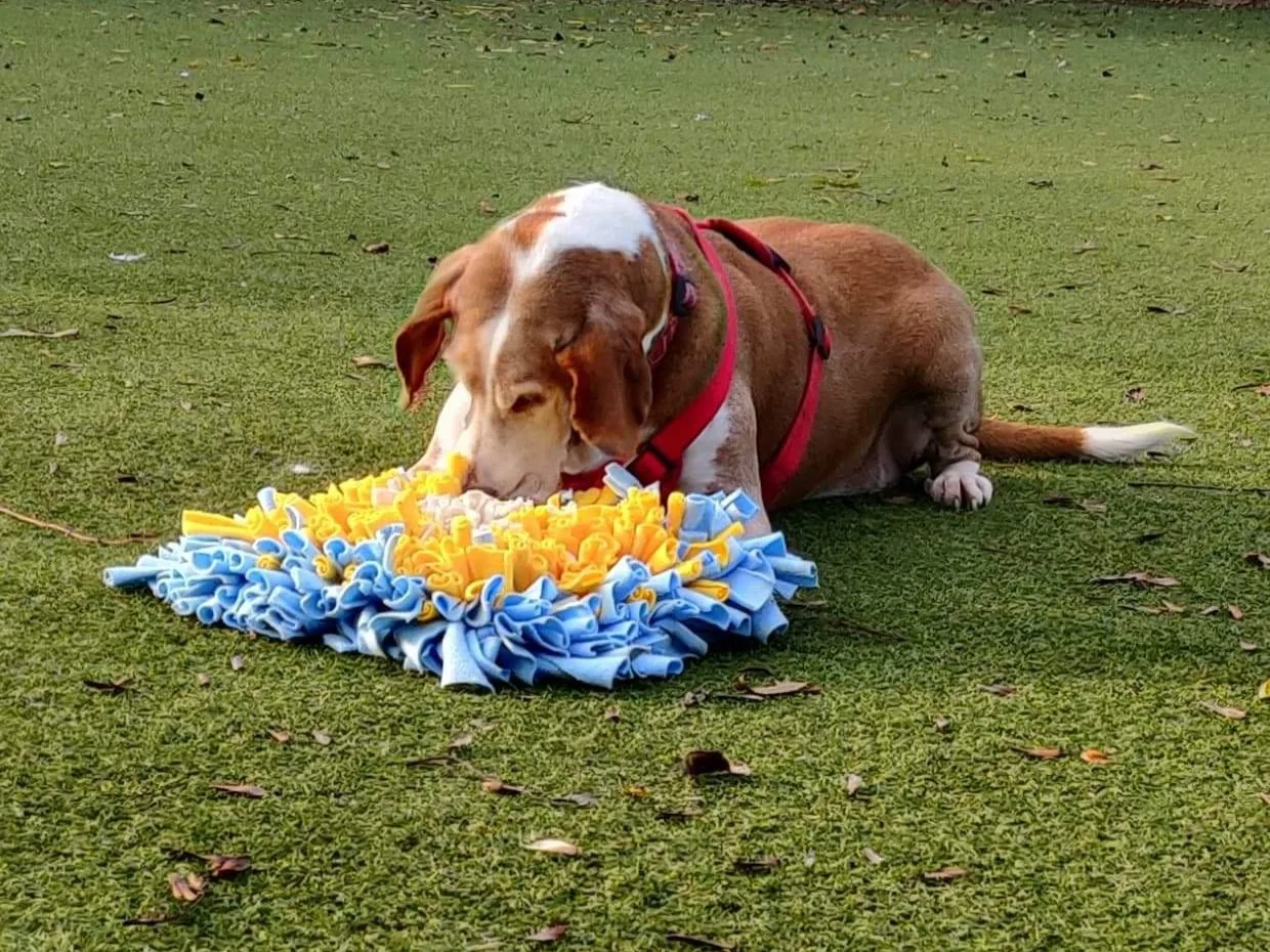 Luna with snuffle mat 4x3