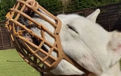 Managing muzzle stigma