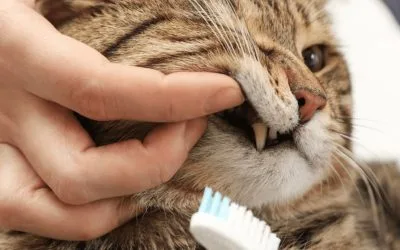 Pet dental awareness