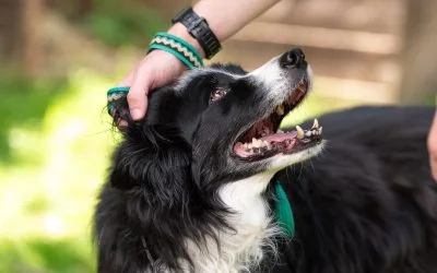 Pets and our mental health