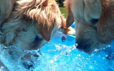 Hot weather tips for pets