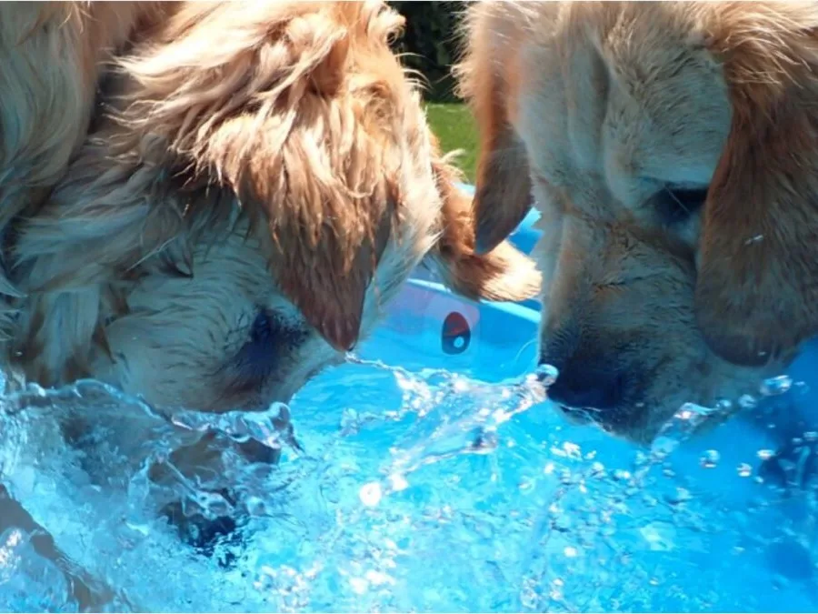 Two dogs drinking from a pool on a sunny day