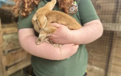 Rabbits and safety