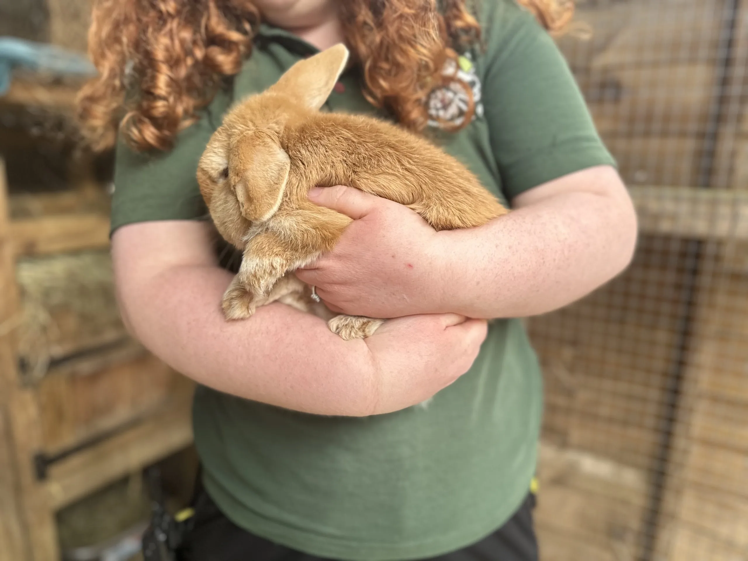 Rabbit being properly held by an animal care assistant