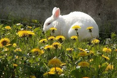 rabbit with dandelions edit