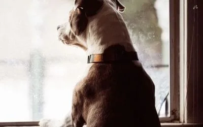 Dealing with separation anxiety