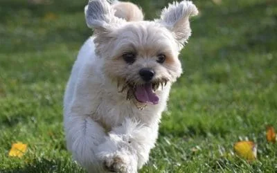 Thinking of getting a puppy?