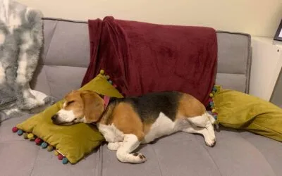 Settling in your dog